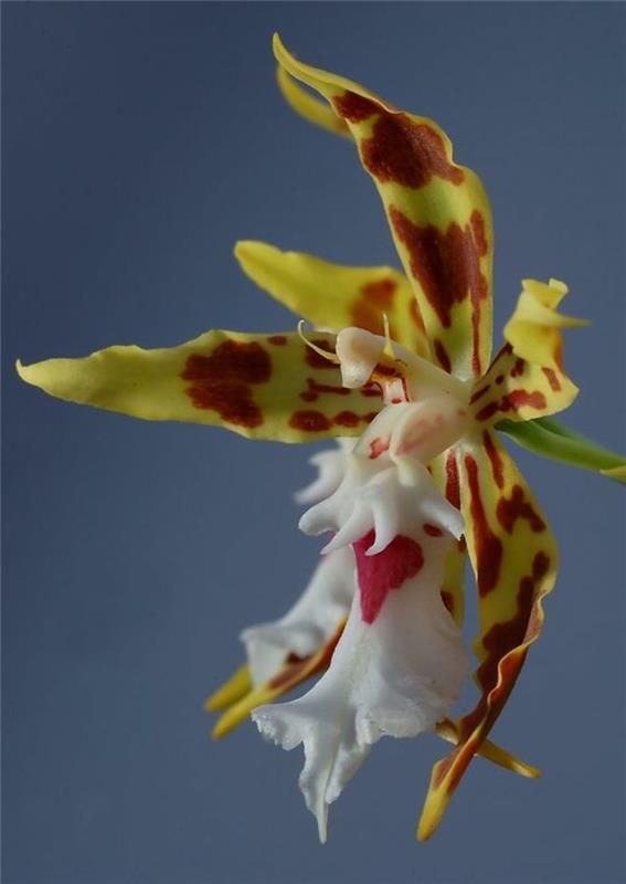 orhideja-redka-orhideja-hobotnica-orhideje-ki se zdijo živalim