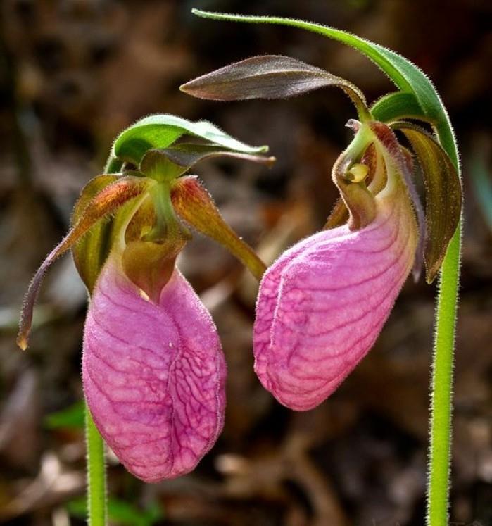 orhideje-redke-orhideje-ki izzivajo domišljijo