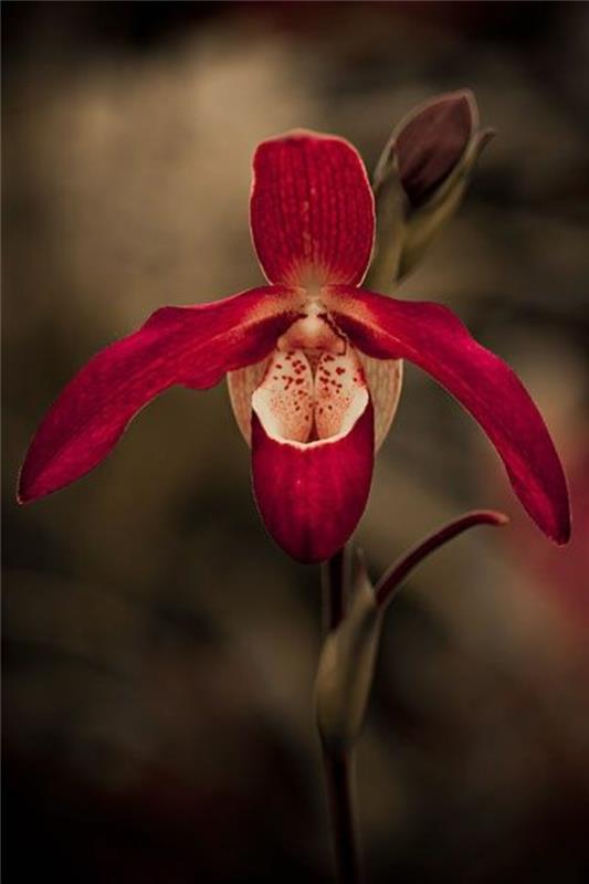 orhideje-redke-rdeče-orhideje-edinstvene-divje-orhideje