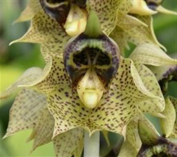 redke-orhideje-opice-orhideje-fantazijske-orhideje