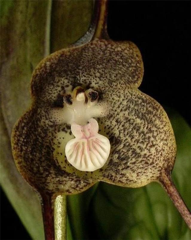 redka-orhideja-opica-glava-orhideja-bizarna-orhideja-vrsta