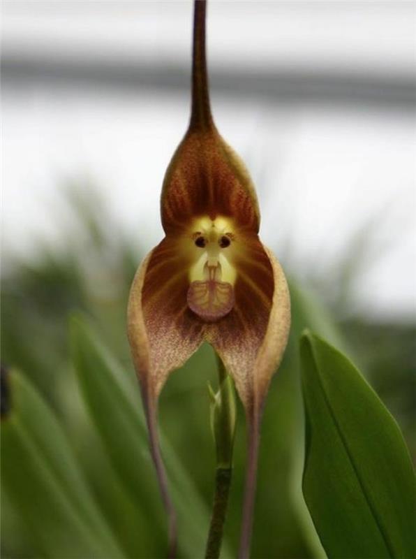 orhideja-redka-orhideja-glava-opica-orhideje