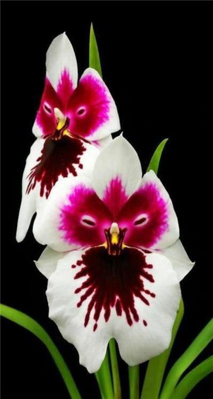 orhideja-redka-orhideja-obraz-vijolična-čudeži-narave