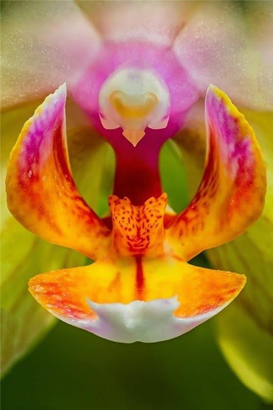 orhideja-redka-leteča-orhideja-super-lepa-lepa-barve