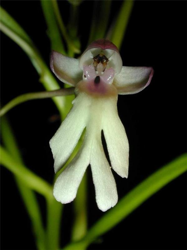 redka orhideja-neverjetna-orhideja-imitirajoča-živa bitja