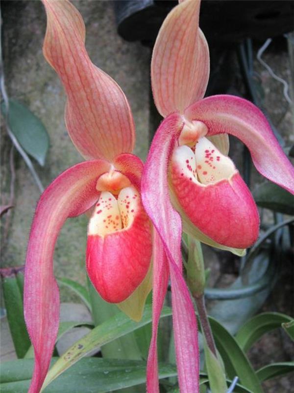 orhideja-redki-orhideji-copati-orhideja-vrtnica