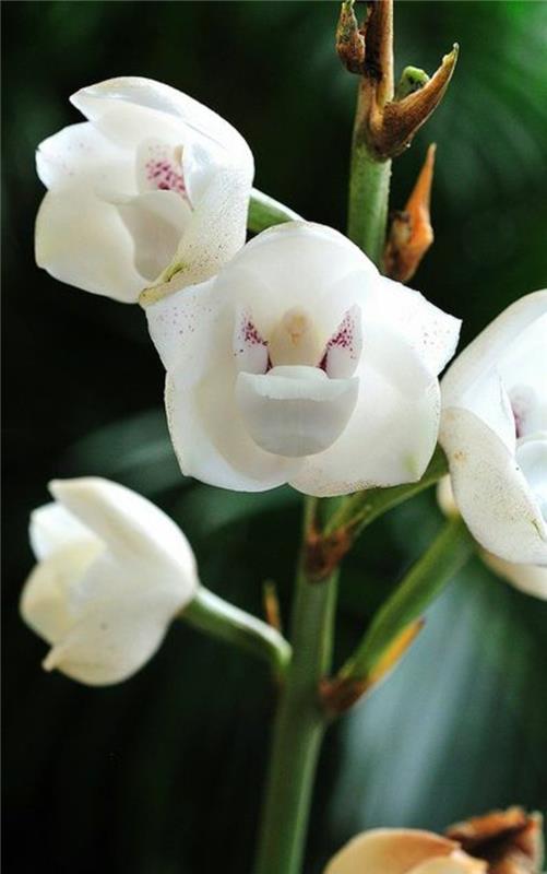 orhideja-redka-divja-orhideja-zanimiva-vrsta