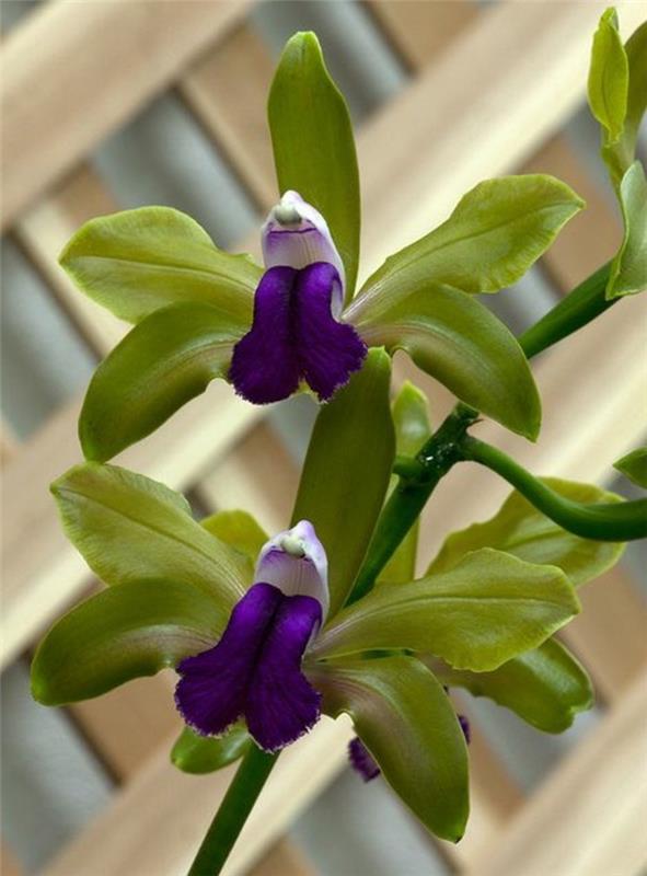 redke-orhideje-divje-fantastične-orhideje