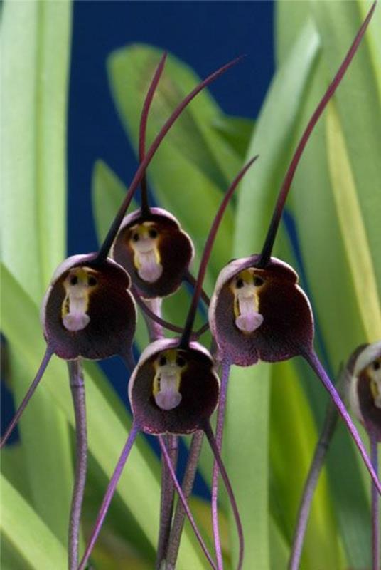 redke-orhideje-orhideje-glave-opice-bizarne rože