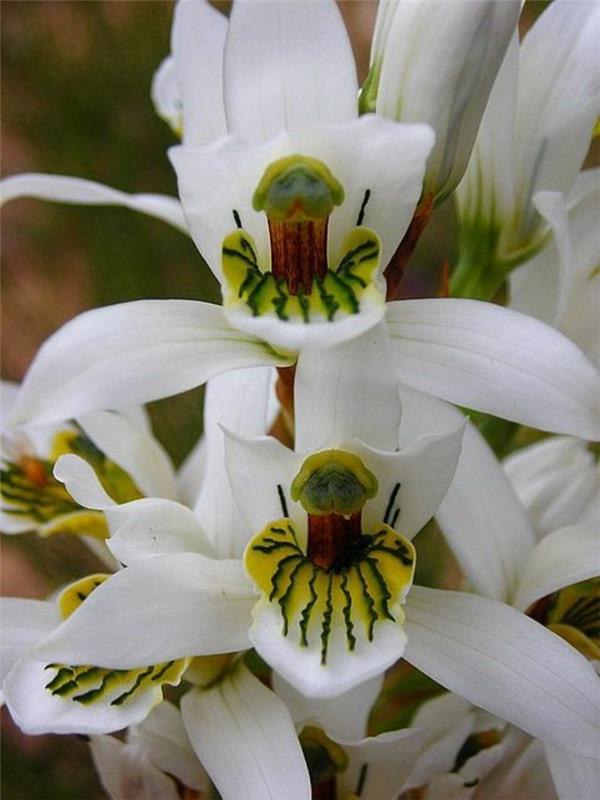redke-orhideje-edinstvene-orhideje-v-divjem svetu