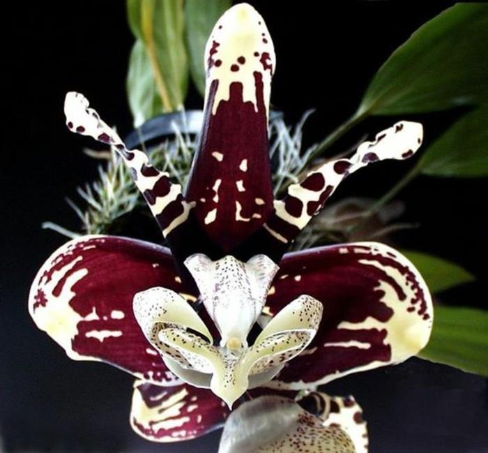 orhideja-redka-edinstvena-divja-orhideja-jolie-orchidee
