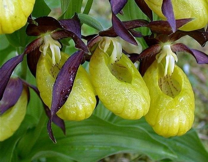 orhideja-redki-zeleni-copati-zabavne-orhideje