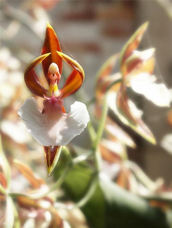 orhideja-redka-plesalka-orhideja-prikrita-kot-balerina