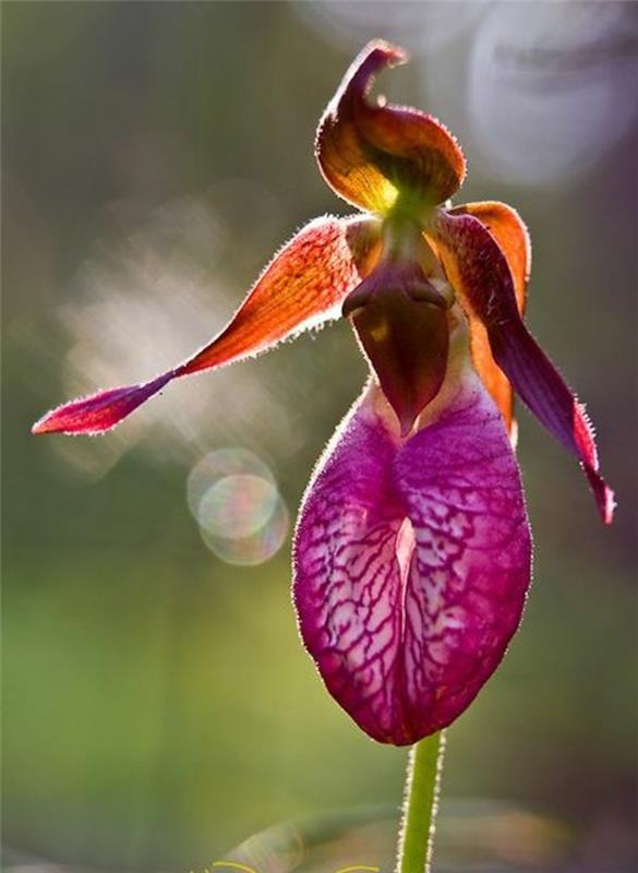 redka-orhideja-pleše-ženska-pleše-orhideja-v-roza
