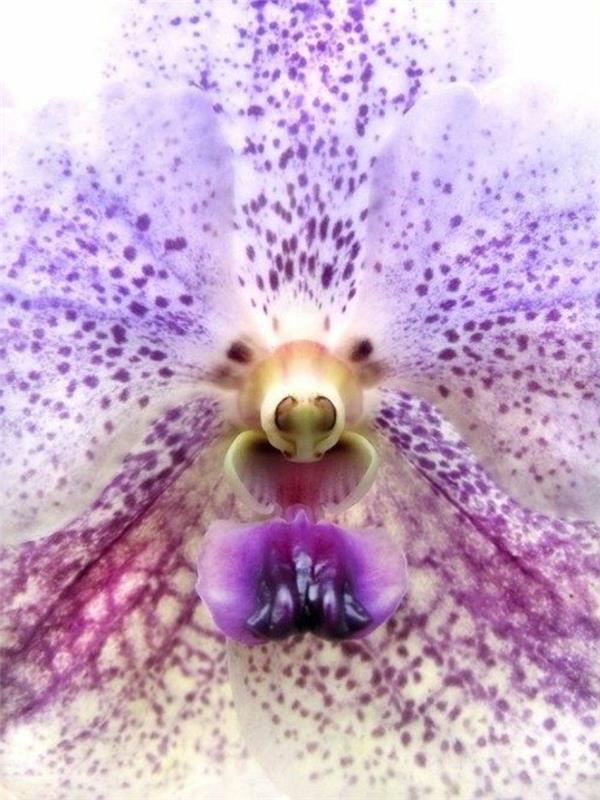 orhideja-redko-jež-obraz-smešne-orhideje