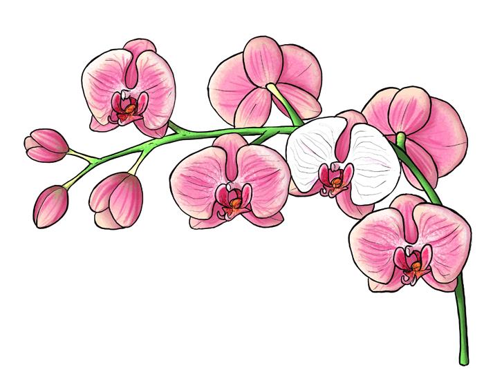 Dipinto con matite colorate, disegno di un'orchidea, fiore con foglie rosa