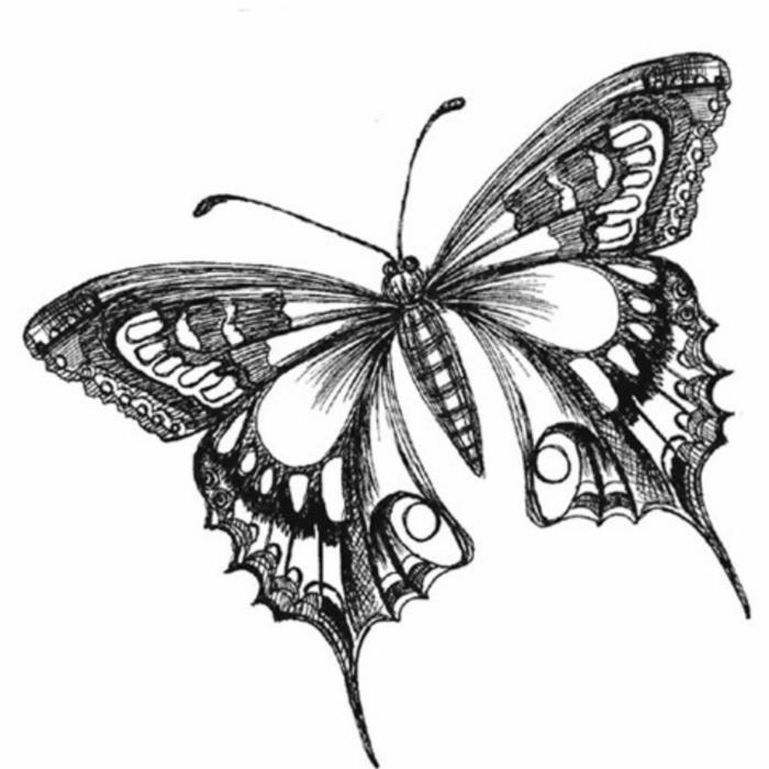 Piešimo pieštukas mielas modelis lengvai atkuriamas žingsnis po žingsnio, kaip piešti drugelį