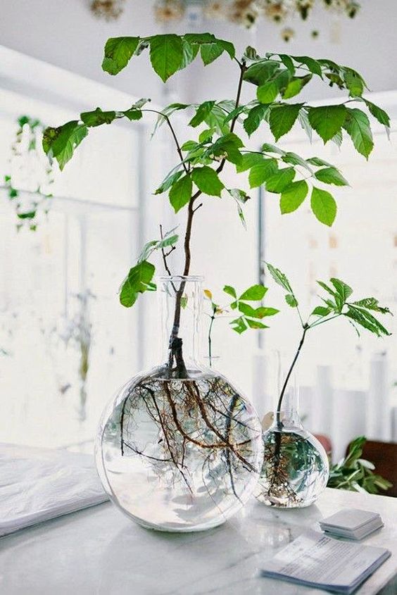 Plantas em vasos transparentes