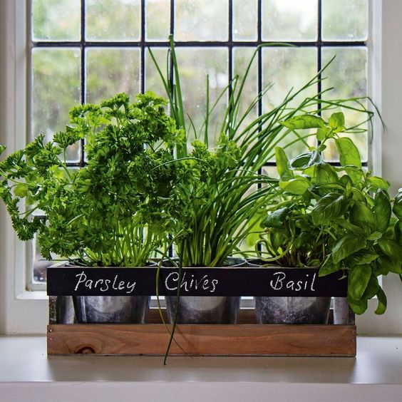 Vegetação no peitoril da janela