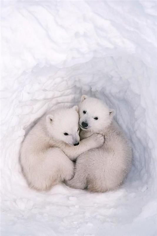 polarni medved-objem-prijateljstva-med-dvema-belima-medvedom-mladiči