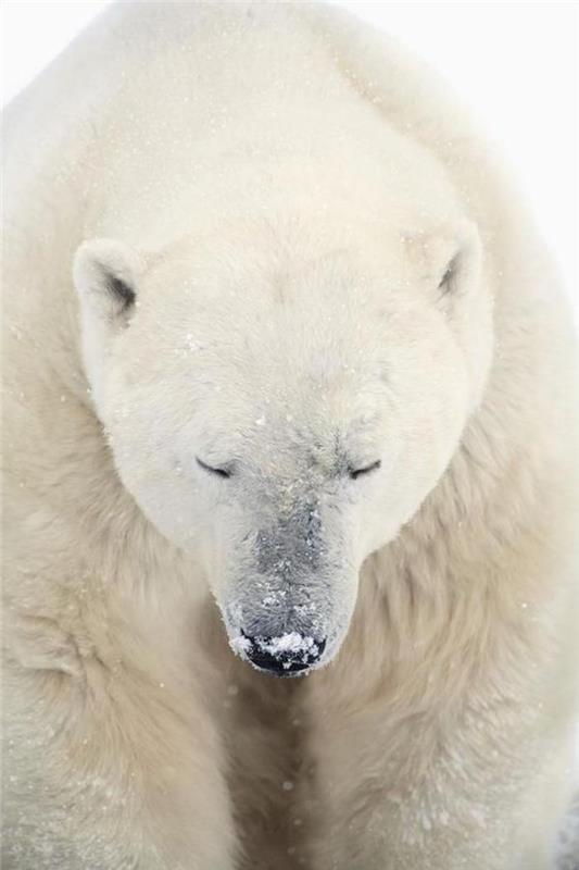 velikan-mesojedec-polarni medved-arktični medved