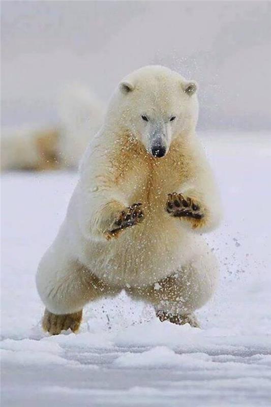 polarni medved-popoln tekač-in-super plavalec