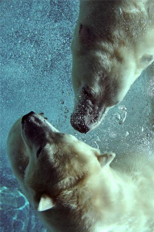 polarni medved-dva-polarni-medvedi-plavanje-v-vodi