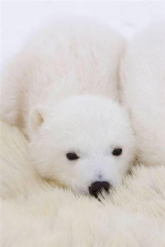 polarni medved-spi-na-mamino krzno
