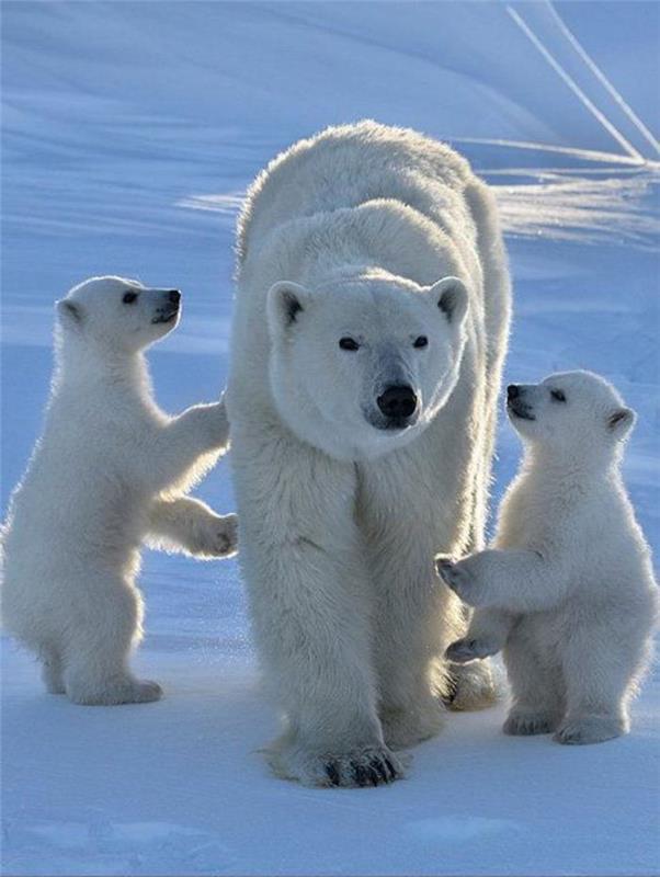 samica-polarni medved-z-njenimi-dvema mladičema