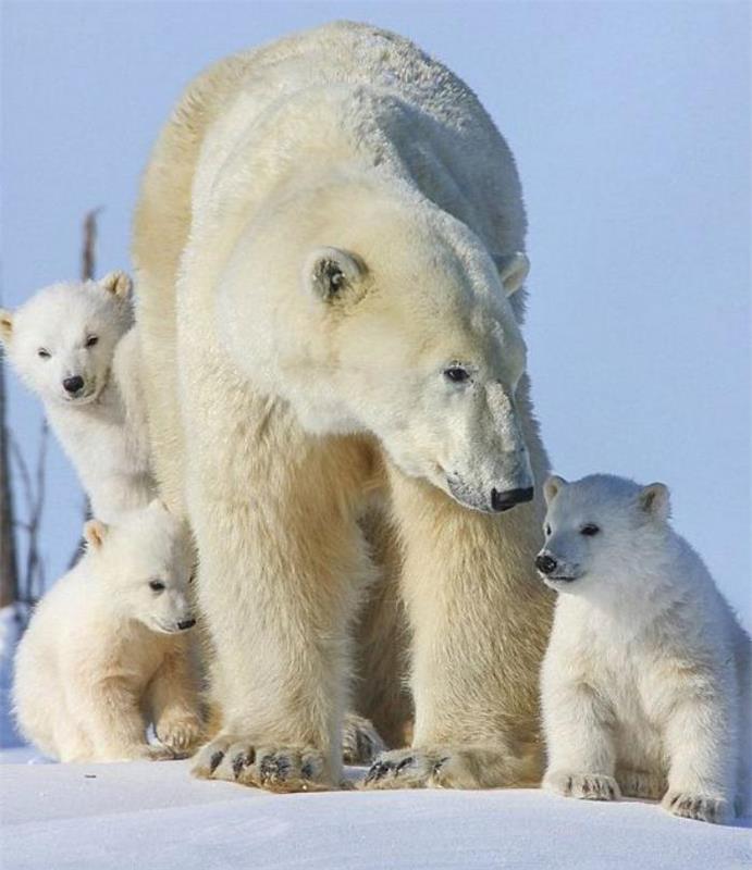 samica-polarni medved-s-tremi mladiči