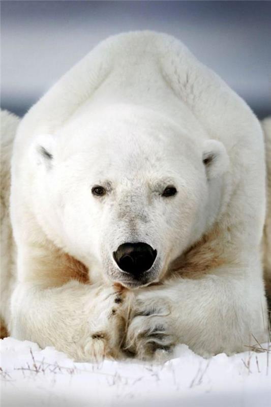 polarni medved-donacija-polarni medved-veličastna vrsta