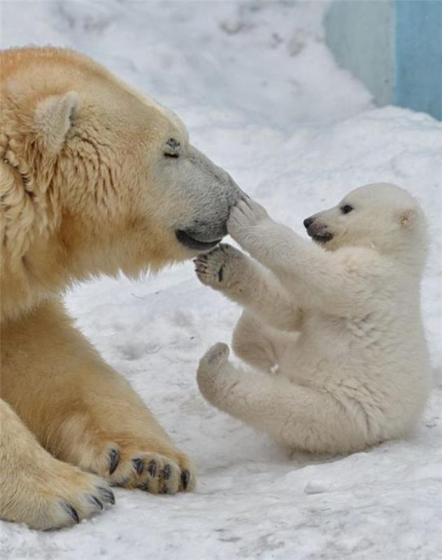 polarni medved-igre-na-snegu