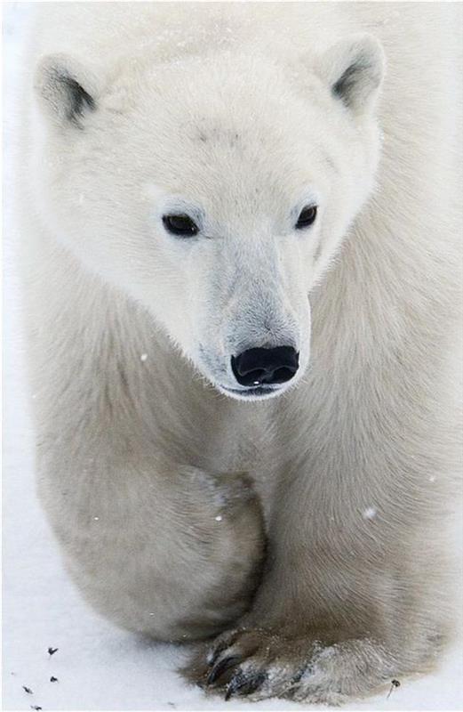polarni medved-precej-lep-bel-medved-sesalci