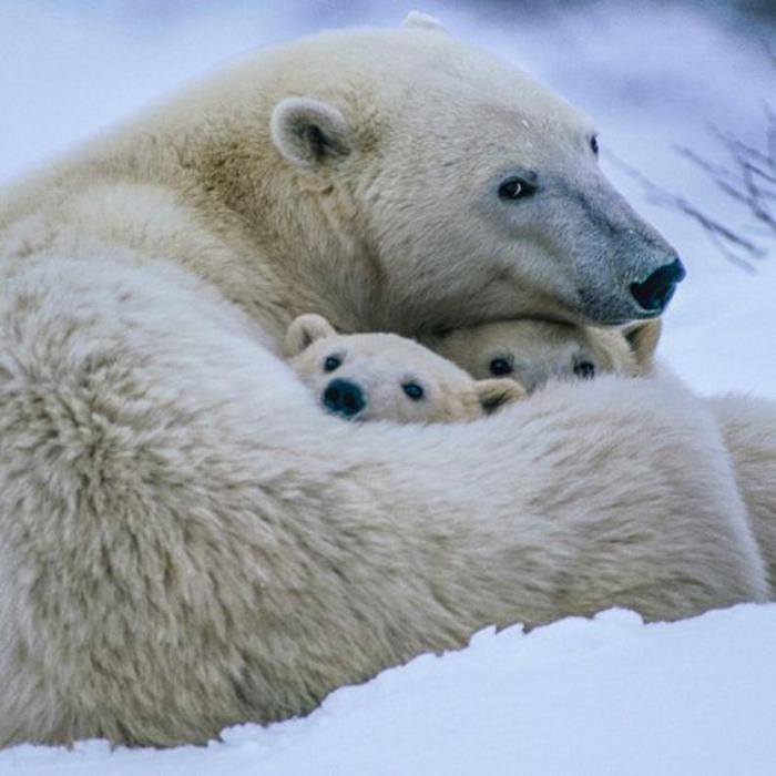 polarni medved-lepe-slike-arktičnih živali