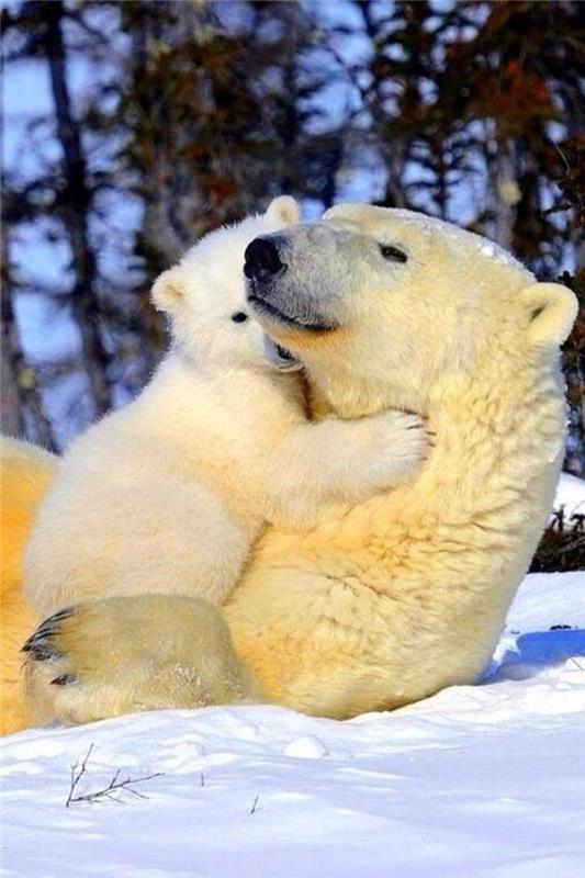 polarni medved-življenje-polarnih medvedov