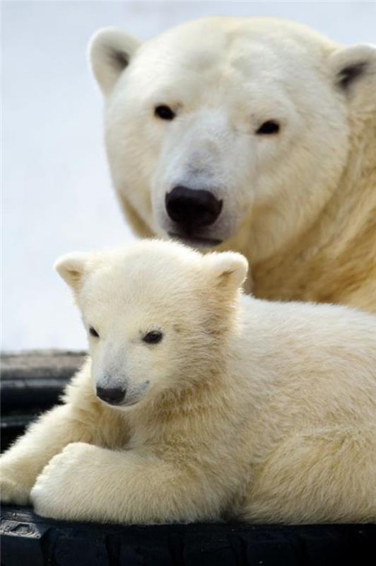 polarni medved-ui-počiva-z-mamo