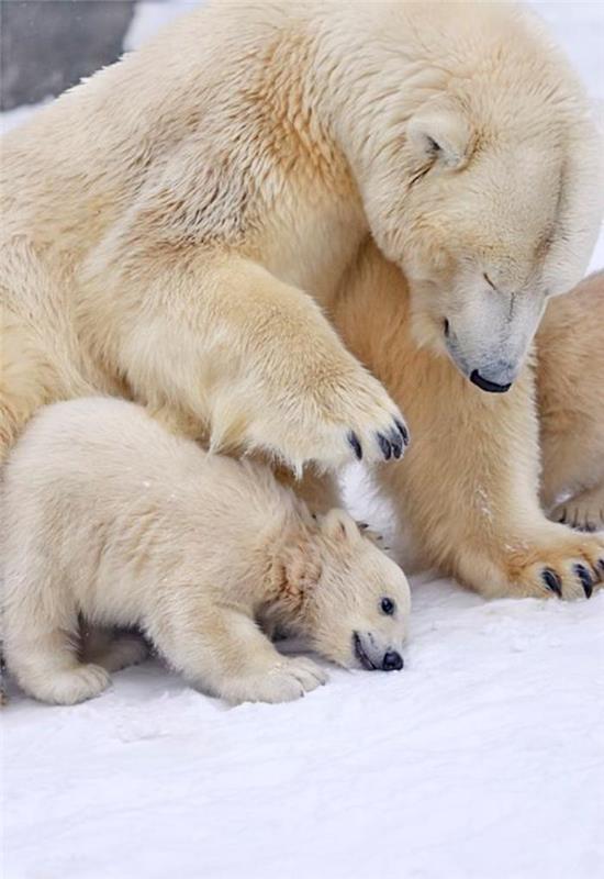 polarni medved-otroštvo-polarnega medveda