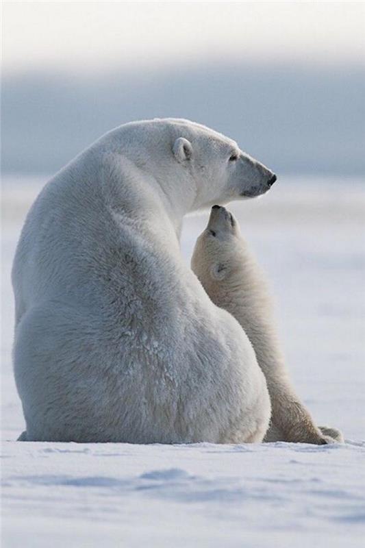 polarni medvedi-polarni medvedi-v-njihovem habitatu