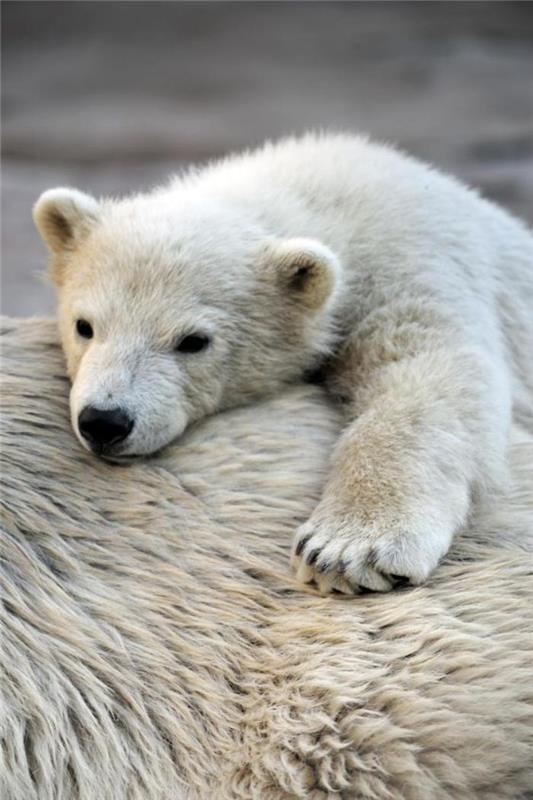polarni medved-polarni-medvedi-mama-in-mladič