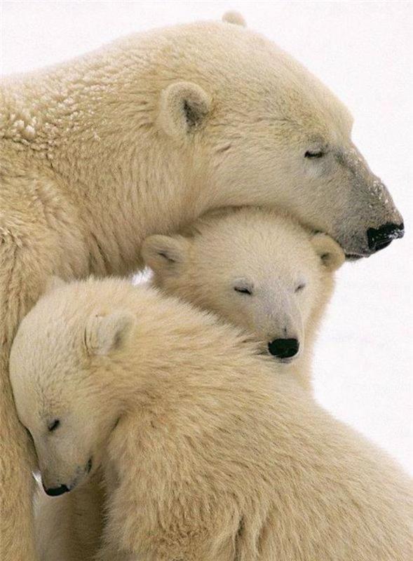 polarni medved-mama-s-njenimi mladiči