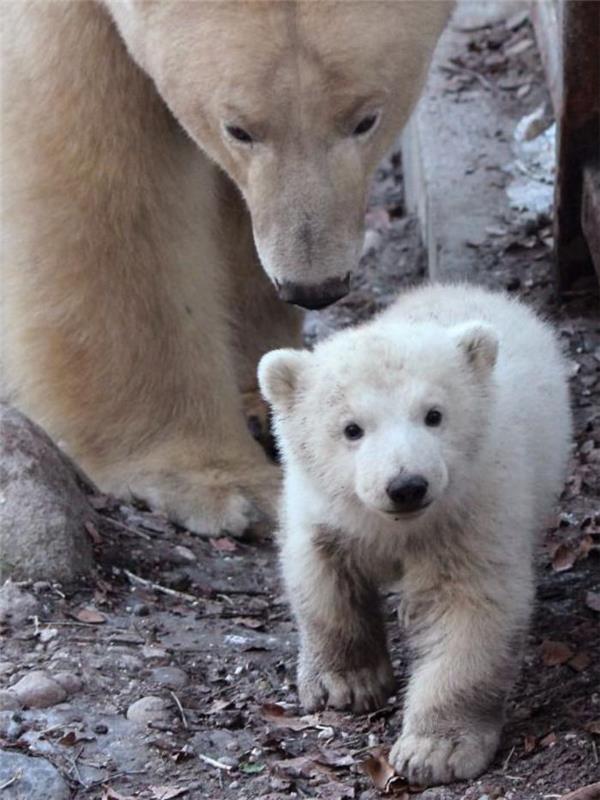 polarni medved-mama-in-mladič