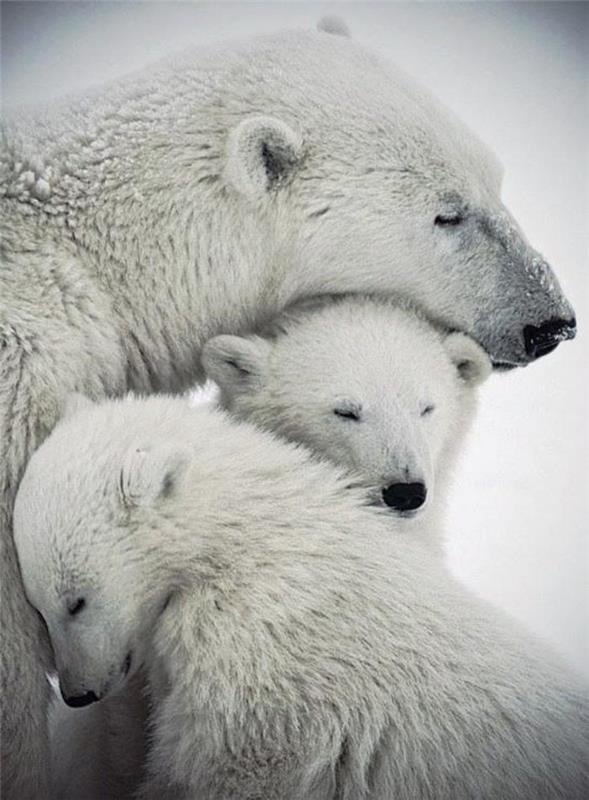 polarni medved-mama-ki-ljubi-svoje mladiče