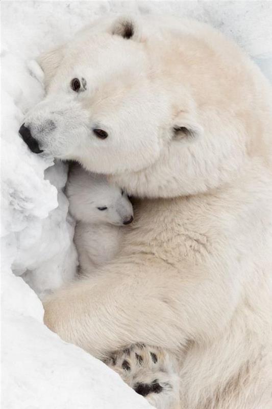 polarni medved-mama-poljubi-svojega-otroka