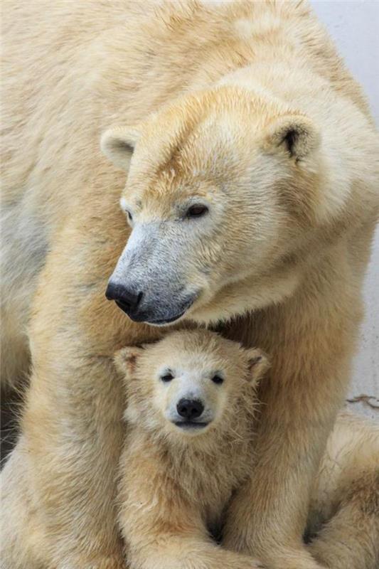 polarni medved-ljubimo-polarni medvedi
