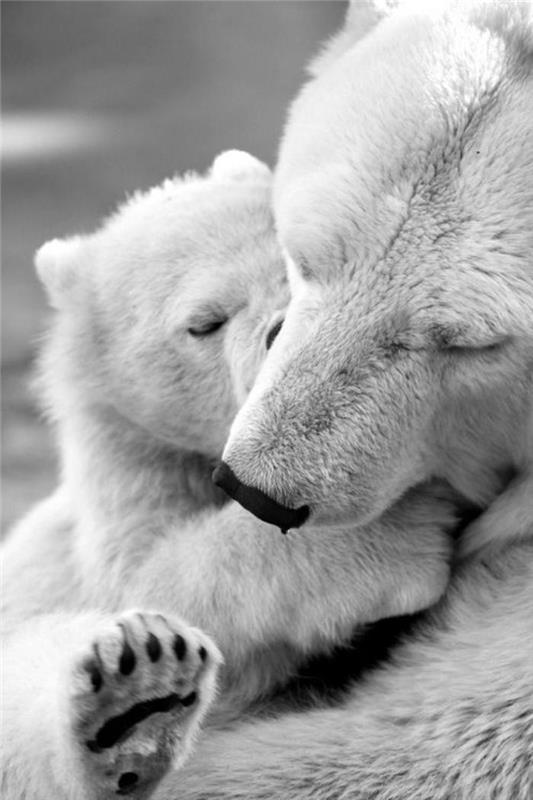 polarni medved-ljubimo-z-mamo