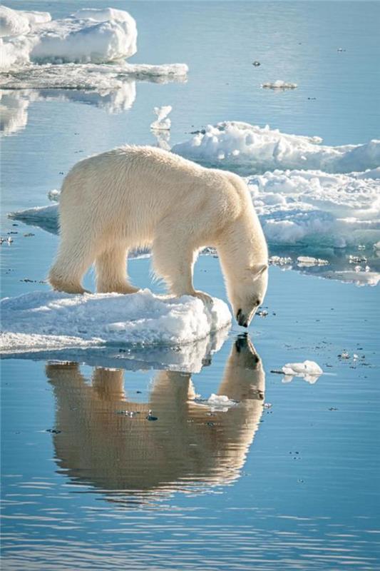 polarni medved-beli-medved-gleda-svoj-odsev