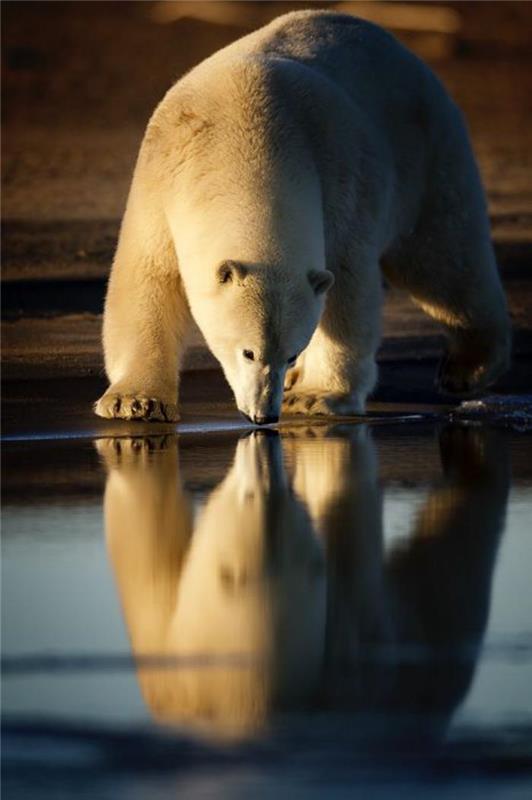 polarni medved-beli medved-pitna voda