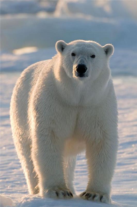 polarni medved na ledu