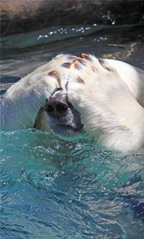 polarni medved-medved-foto-polarni medved-plavanje