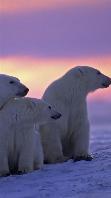 polarni medved-polarni medvedi-ob-sončnem zahodu-na-soncu